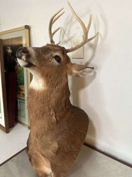 Taxidermy Deer Head
