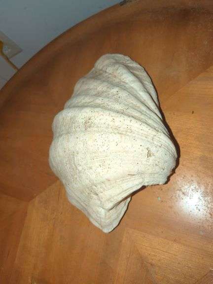 Large Clam Shell