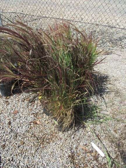 7 Ct Purple Fountain Grass