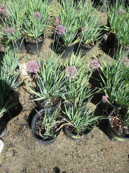 Alliums 6 Ct