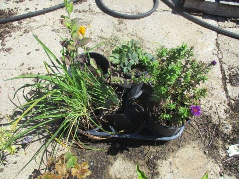 Assorted Plants