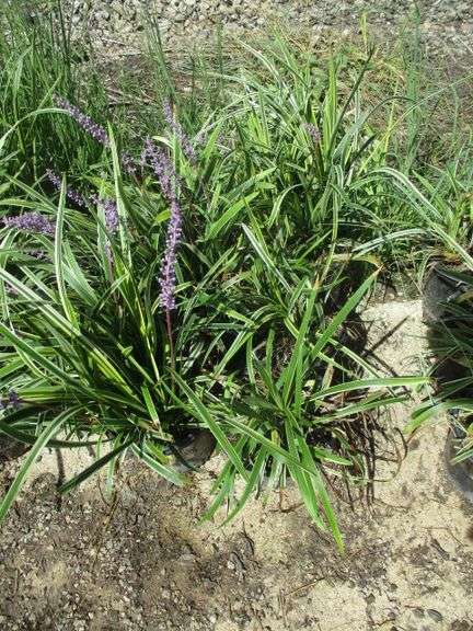 6 Ct Lily Turf