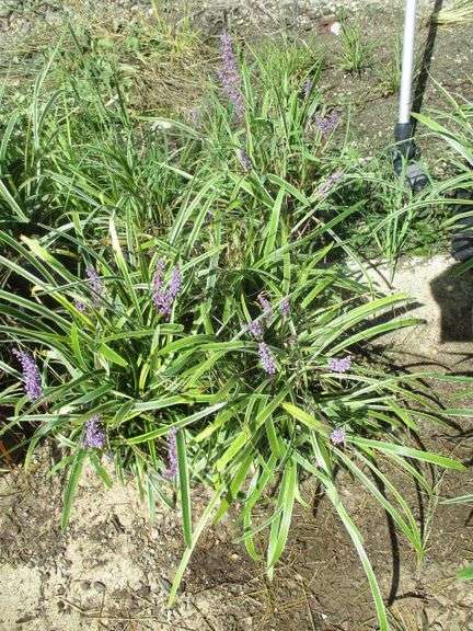 6 Ct Lily Turf