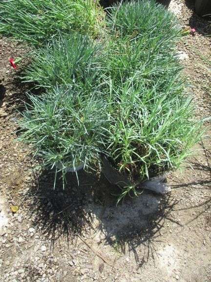 Fruit Punch Cherry Vanilla Dianthus