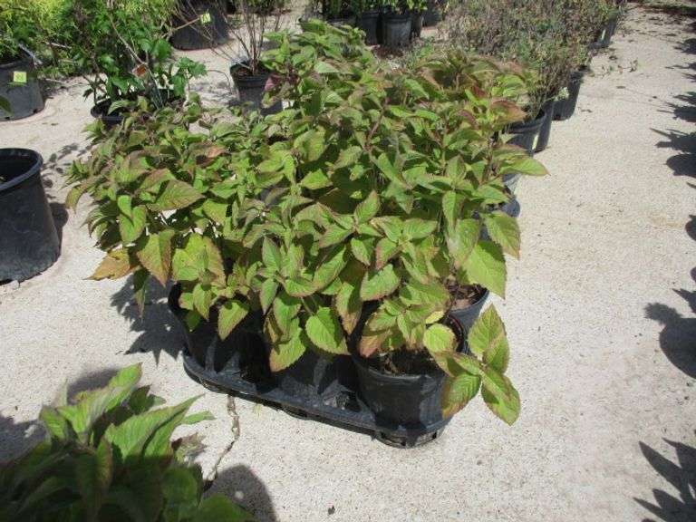 6 Ct Assorted Napa Plants