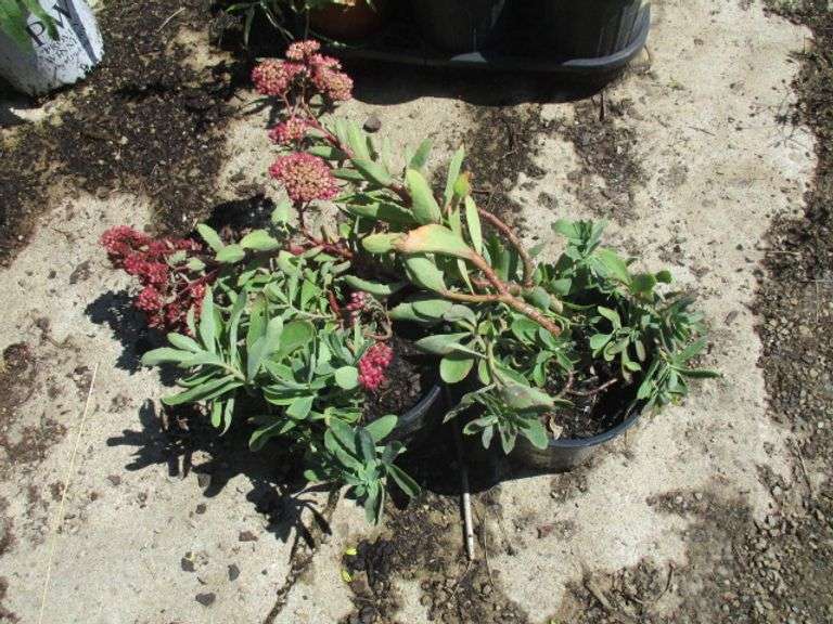 Rhodiola Integrifolia 2 Ct