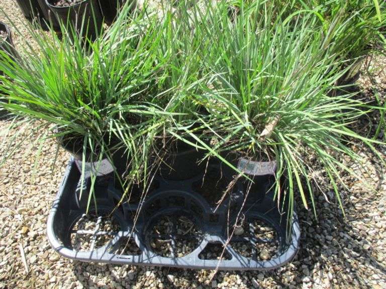 Sisyrinchium Lucerne 3 Ct