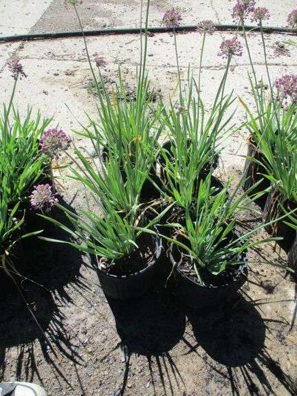 Alliums 6 Ct