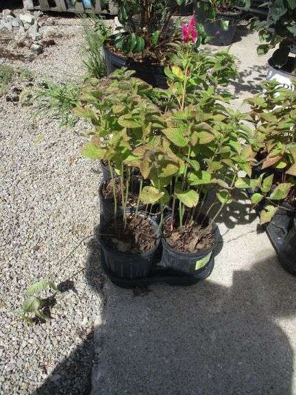 6 Ct Assorted Napa Plants