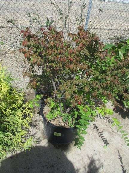 2 Ct Euonymus Compactus
