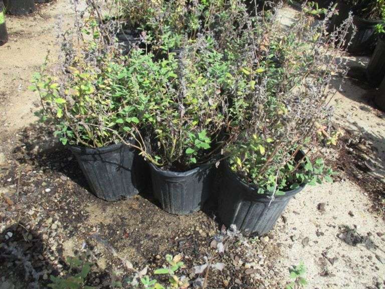6 Ct Catmint Plants
