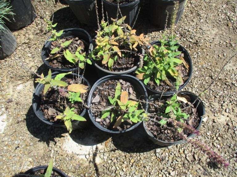 Salvia 6 Ct