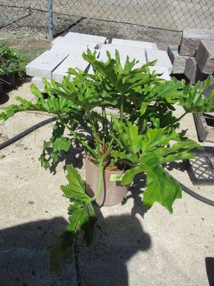 Philodendron