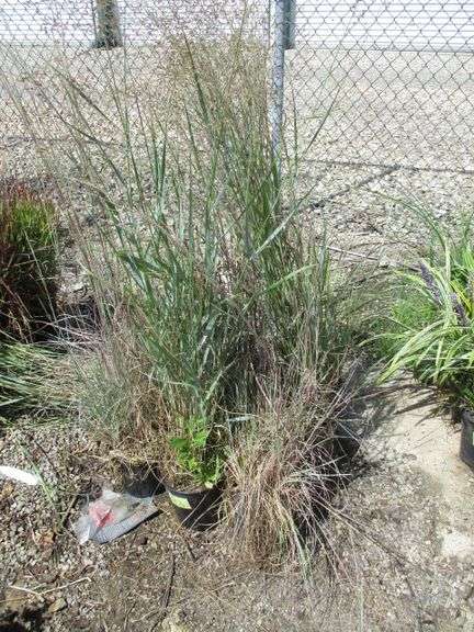 9 Ct Prairie Blues Grass Plants