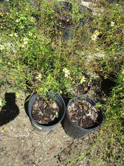 Coreopsis 6 Ct