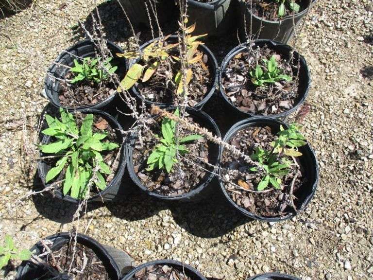 Salvia 6 Ct