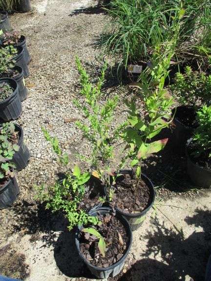 3 Ct Napas Plants