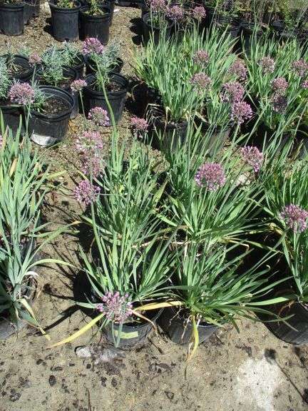 Alliums 6 Ct