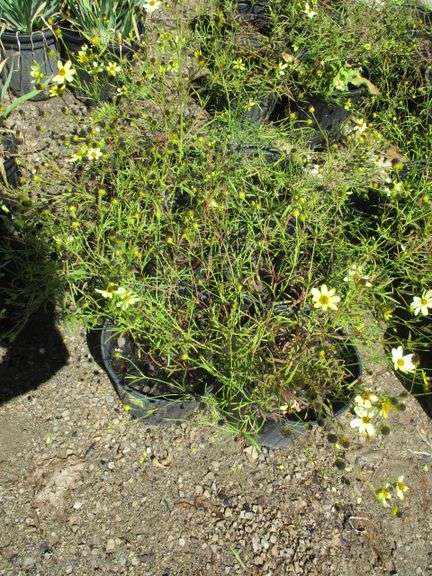 Coreopsis 6 Ct