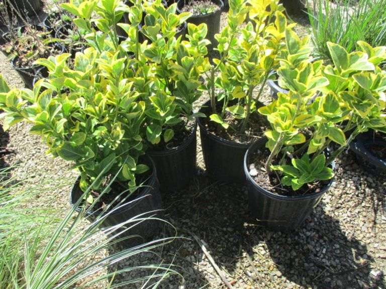 Euonymus Golden Shrub 4 Ct