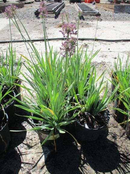 Alliums 6 Ct
