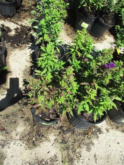 Aster 6 Ct