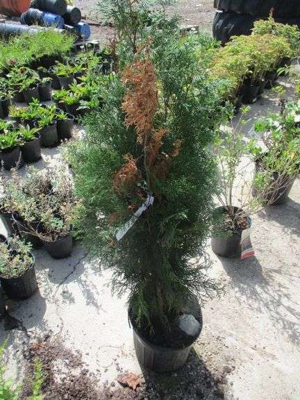 Emerald Green Arborvitae