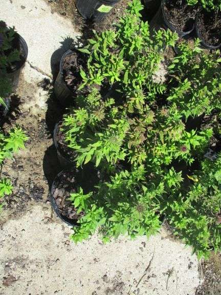 Aster 6 Ct