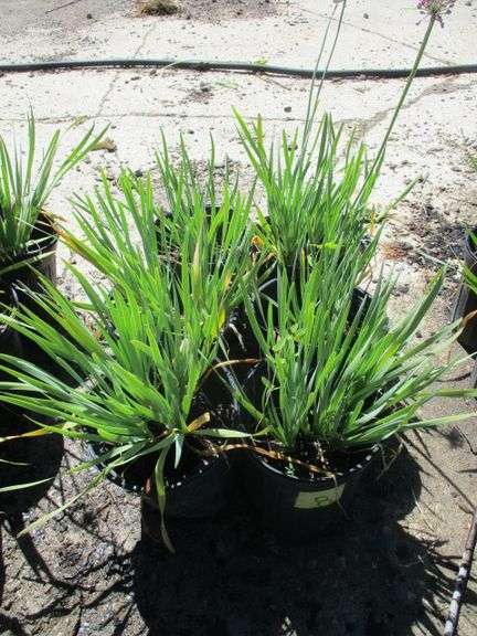 Alliums 6 Ct