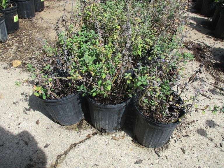 6 Ct Catmint Plants