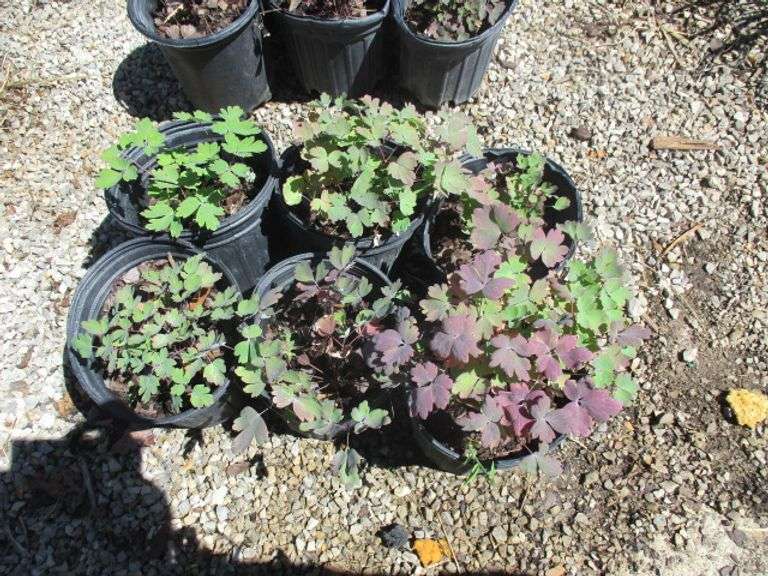 6 Ct  Columbine Plants