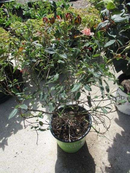 Knockout Coral Plant