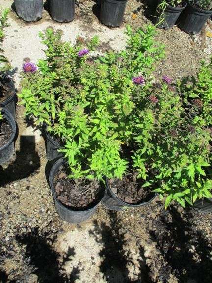 Aster 6 Ct