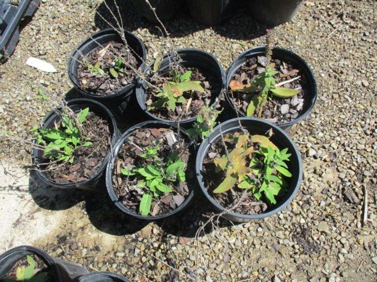 Salvia 6 Ct