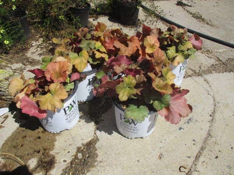 Doke 'Toffee Tart' Perennials 5 Ct
