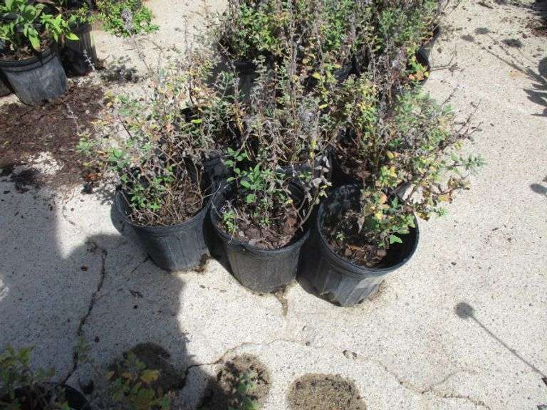 6 Ct Catmint Plants