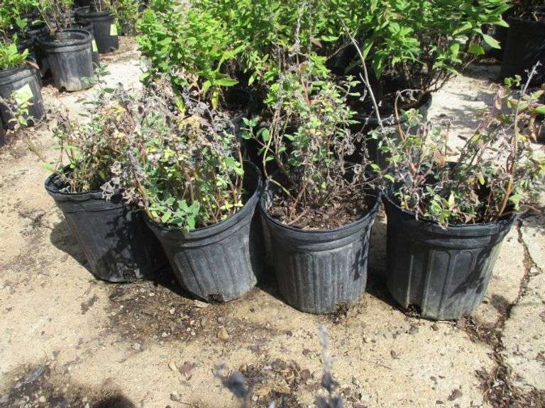 4 Ct Catmint Plants