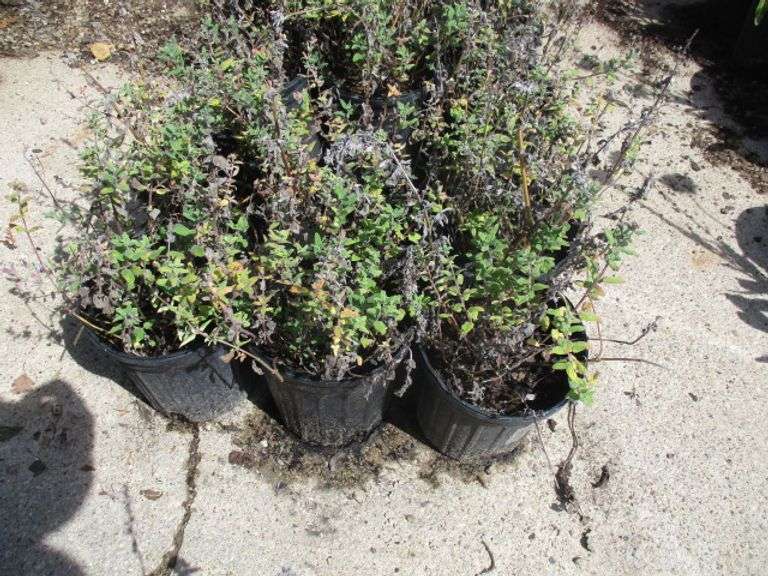 6 Ct Catmint Plants