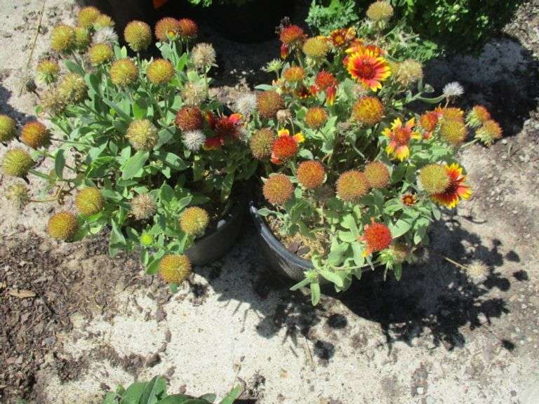 Arizona Sun Blanket Flower 2 Ct