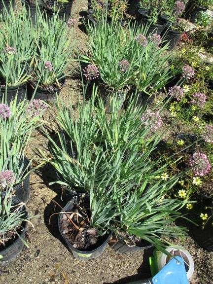 Alliums 6 Ct