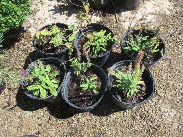 Salvia 6 Ct