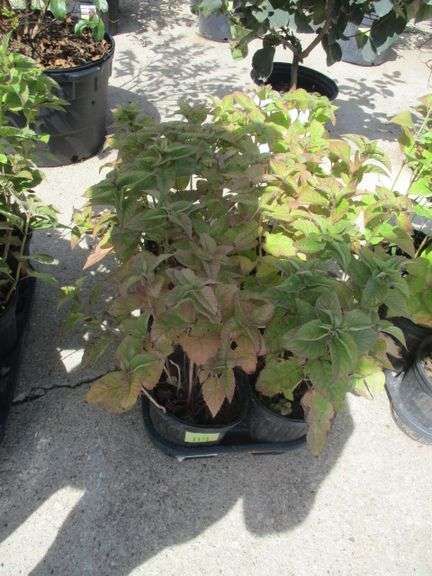 6 Ct Assorted Napa Plants