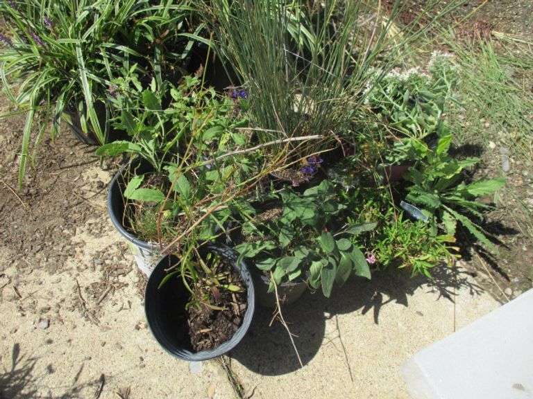 Assorted Plants