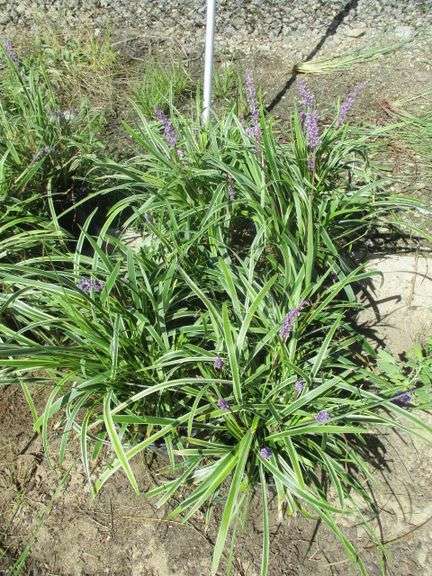 6 Ct Lily Turf