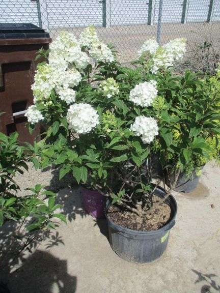 2 Ct Hydrangeas Plants