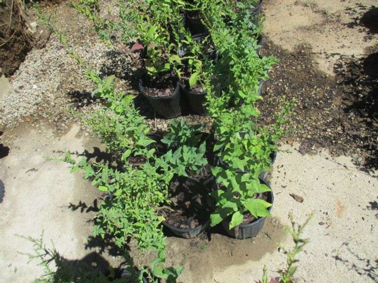 6 Ct Napas Plants