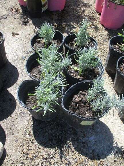 Lavender 6 Ct