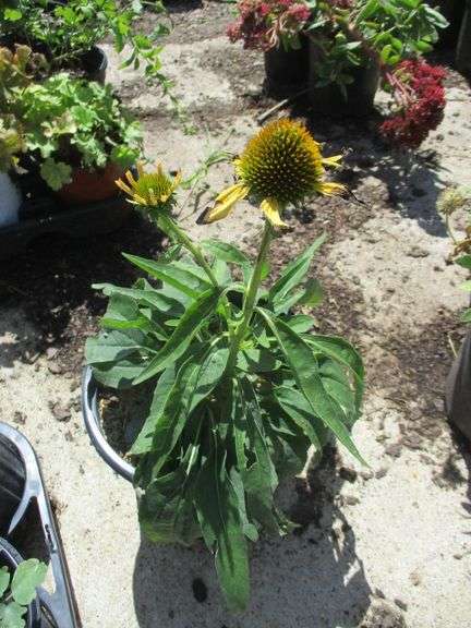 Coneflower