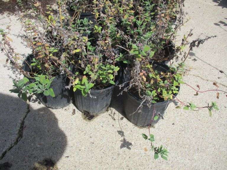 6 Ct Catmint Plants