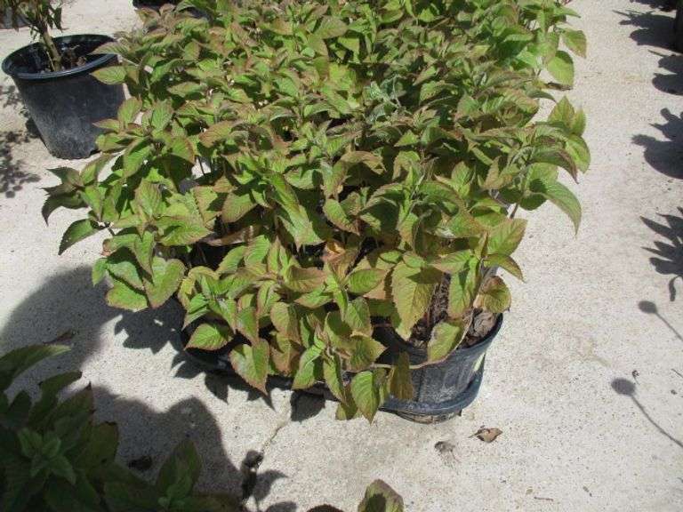 6 Ct Assorted Napa Plants